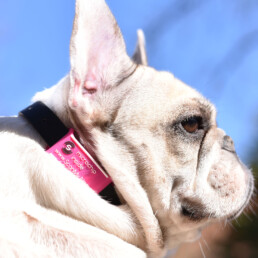 ScanMyName nfc dog tag Pink Frenchie