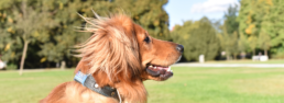 smart dog tag blue on goldern retrierver